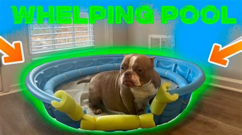 Whelping Box Vs Pool