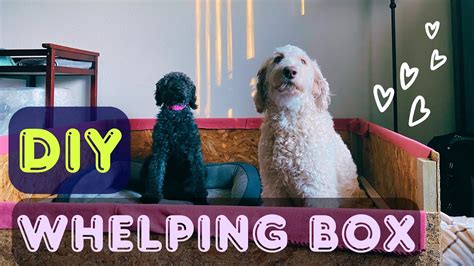 Whelping Box Youtube