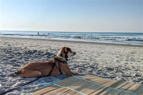 Dog Friendly Activities in Folly Beach, SC BringFido