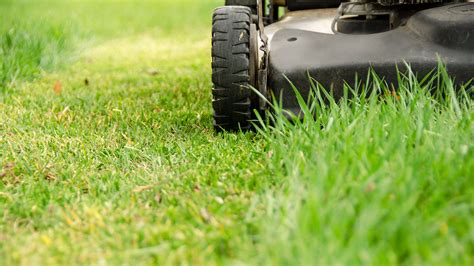 When To Mow After Overseeding LawnCARE