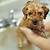 when can you give a puppy its first bath