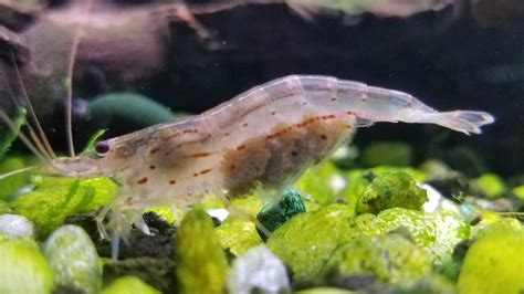 Is My Shrimp Berried My Aquarium Club