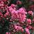 when do crepe myrtles bloom in oklahoma