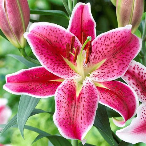 When Do Lilies Bloom Learn About The Bloom Time For Lily Flowers
