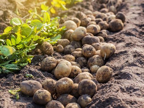 How to Plant, Hill and Harvest Potatoes HGTV