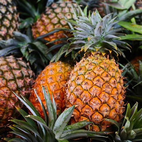 When Is Pineapple In Season: Discover The Best Time To Enjoy This Tropical Fruit