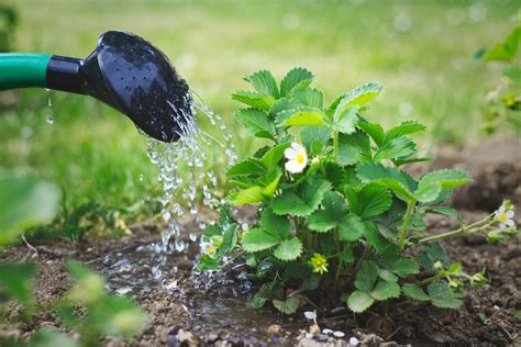 When Is the Best Time to Water Plants?