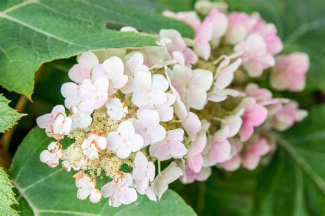 Hydrangeas pruning basics you need to know Better Homes and Gardens