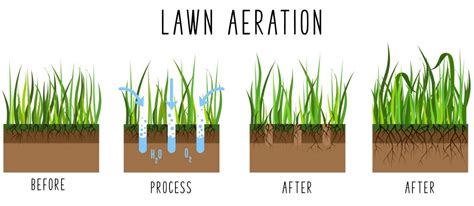 How to Overseed a Centipede Grass Lawn in 9 Easy Steps