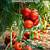 when to fertilize tomato plants in containers