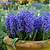 when to plant hyacinth bulbs