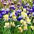 when to plant iris bulbs uk