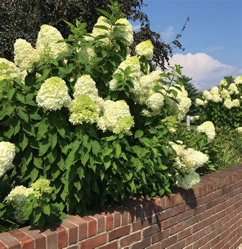 Limelight Hydrangea Plants for Sale Free Shipping