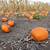 when to plant pumpkins for halloween