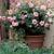 when to plant rose bushes