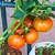 when to plant tomatoes in texas