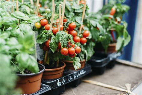 Stock photo Tomato plants with ripe tomatoes growing