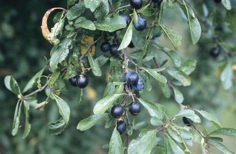 When To Prune Blackthorn Hedge