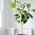 when to repot fiddle leaf fig
