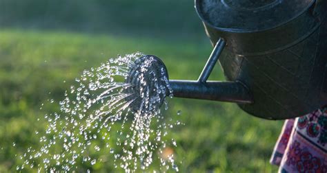 When To Stop Watering Your Lawn in Fall?