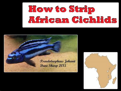 African Cichlid Striped cichlid in our African Cichlid aqu… Leigh