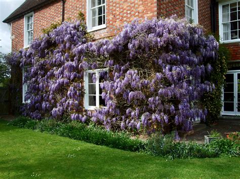 How do I trim the water wisteria down so I can plant the trimmings