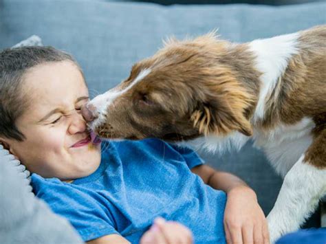 When A Dog Licks Too Much