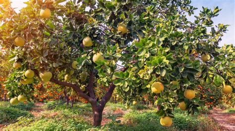 When And How To Prune A Grapefruit Tree