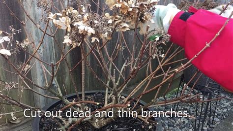 When And How To Prune Quick Fire Hydrangea