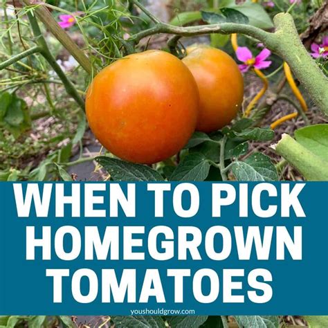 When Are Pineapple Tomatoes Ready To Pick