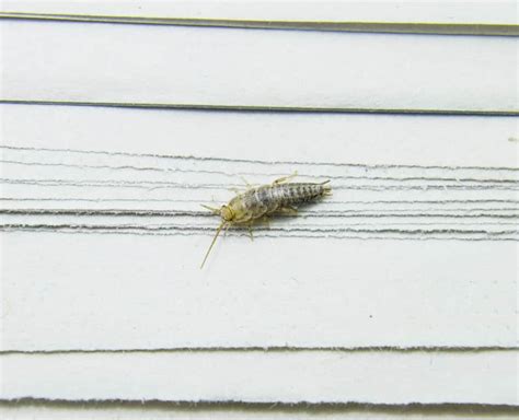 When Silverfish Are at Their Most Destructive: A Guide to Understanding Their Activity Patterns
