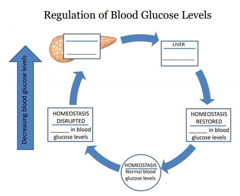 When Blood Sugar Levels Decrease Quizlet