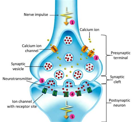 Neuromuscular Junction A&P Neuromuscular junction, Human anatomy