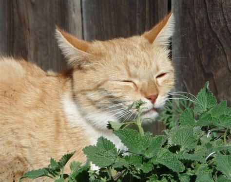 when can i start giving my kitten catnip