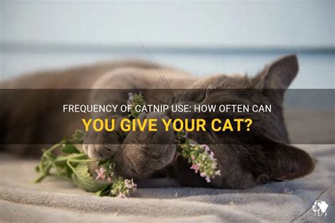 when can u give a kitten catnip