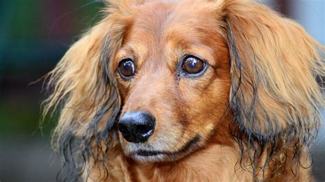 This When Can You Tell If A Dachshund Is Long Haired Hairstyles Inspiration