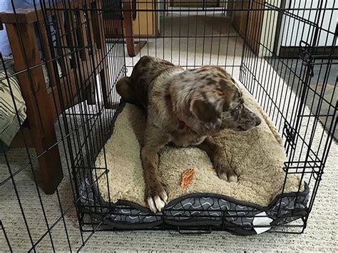 When Crate Training Doesn T Work