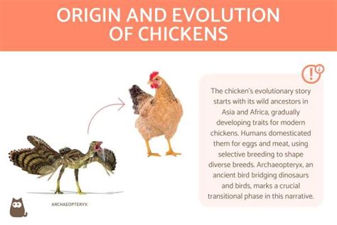 When Did Chickens First Evolve