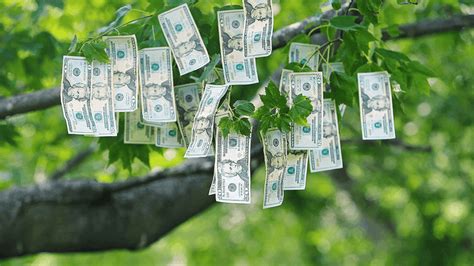when did money start to grow on trees
