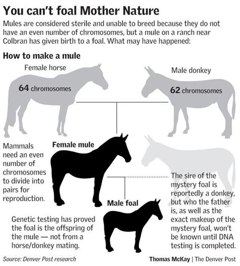 when did mules first exist