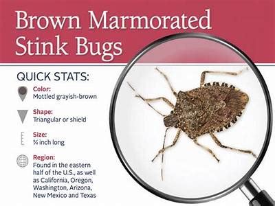 When Did They Stop Making Bugs