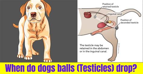 When Do A Dogs Testicles Drop