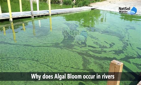 when do algae blooms occur