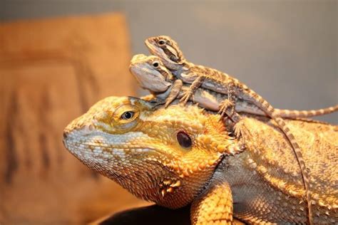 when do bearded dragons get fully grown