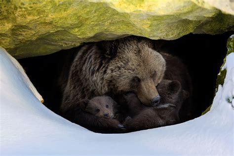 when do bears begin hibernation