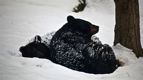 when do black bears stop hibernating