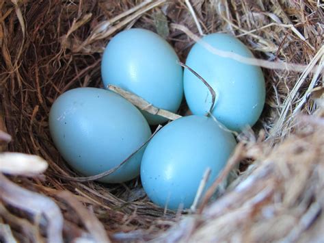 when do blue jays lay eggs