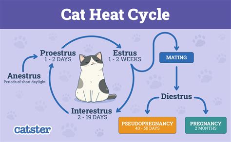 When Do Cats Get Heat
