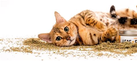 when do cats like catnip