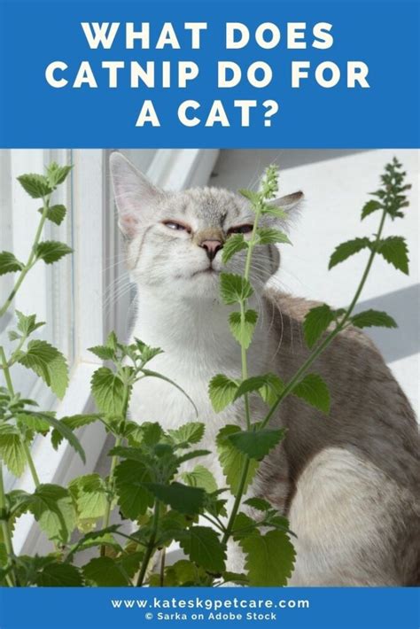 when do cats need catnip